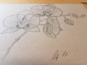 Orchids 0.2