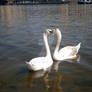 Swans