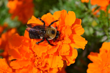 Orange, Yellow and Venom-Sac