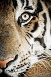 Tiger 1 by photogenic-art