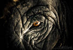 Elephant VI by photogenic-art