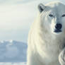 Bear necessities