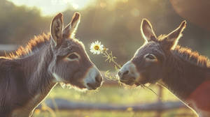 Donkey Date