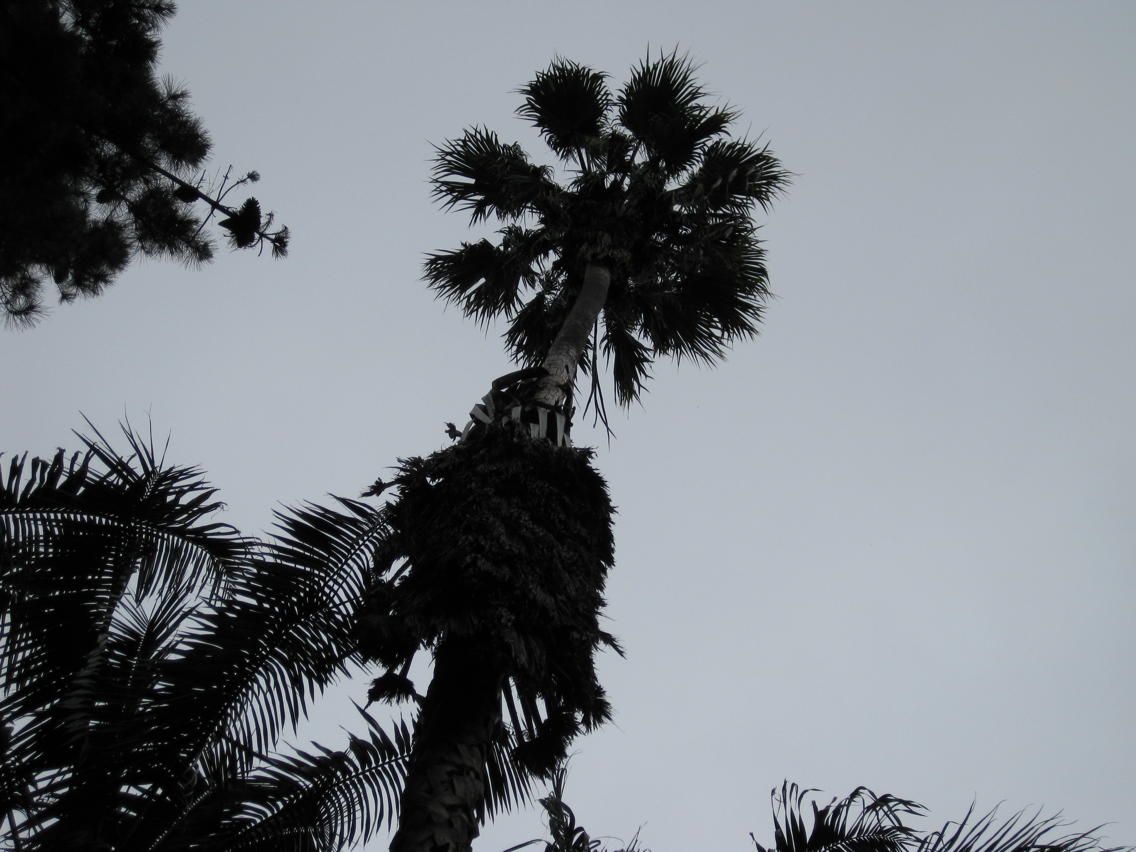 Darkened Palm