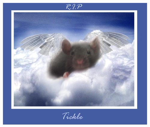 R.I.P my sweet baby rat.