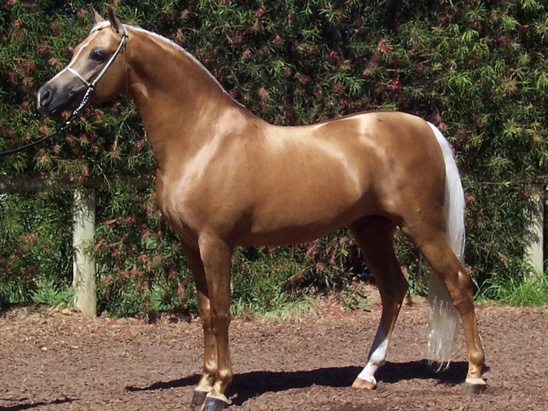 Palomino Stallion 001