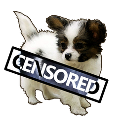 The Censorship Puppy