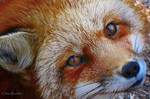 Wild Eyes by CanonSX20