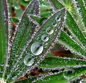 Water Droplets