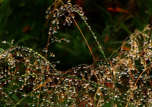 Suspended Raindrops