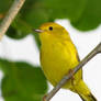 Yellow Feathers