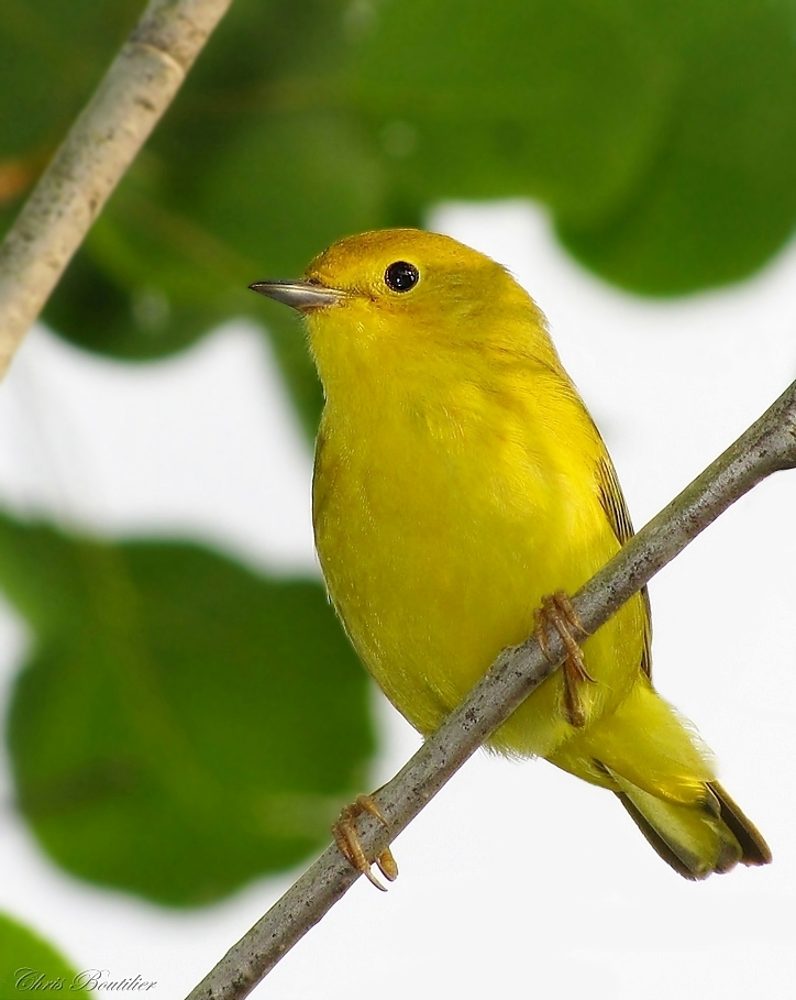 Yellow Feathers