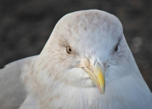 Seagull