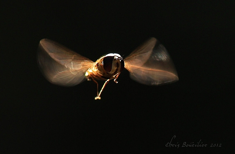 Fly