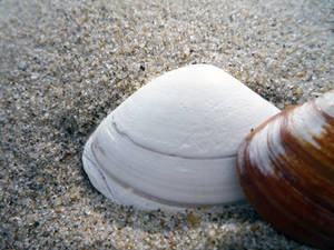 Shell 4