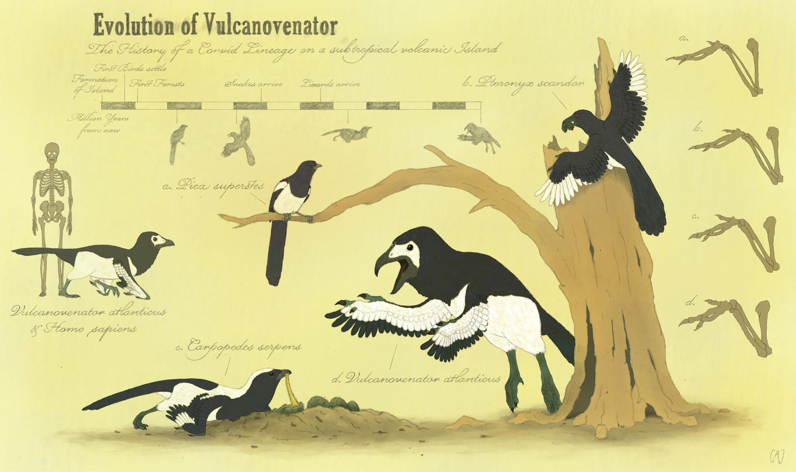 Corvid Speculative Evolution by JuulRex on DeviantArt