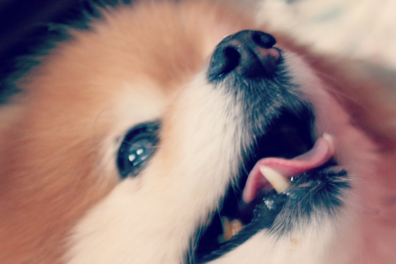 Pomeranian