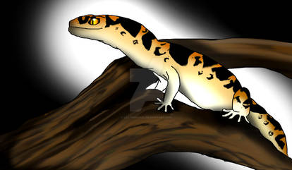 Leopard lizzard