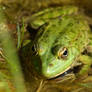 Grinning Frog