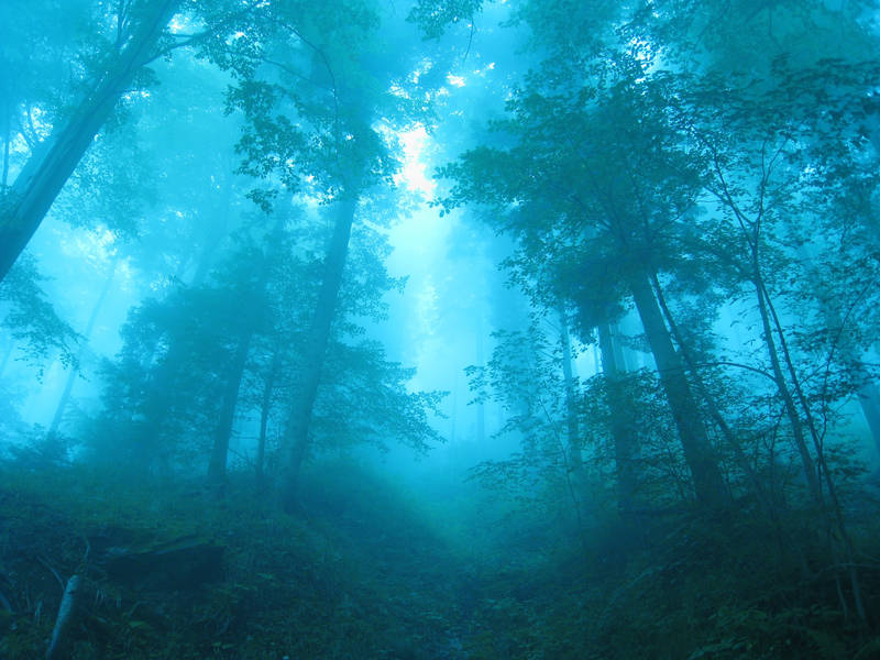 Magic Forest by kkeman