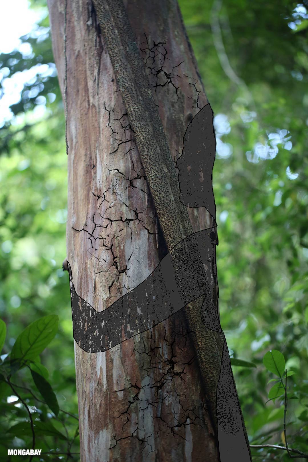 Marking trees in the jungle 2