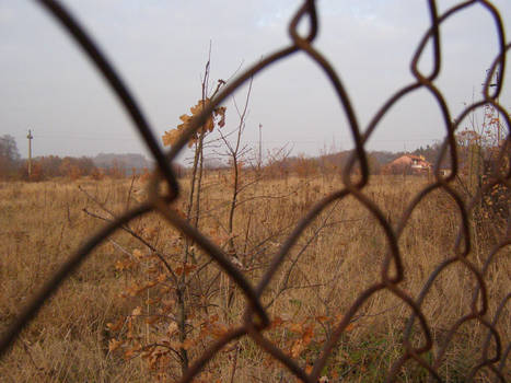 Autumn behing the wire cloth