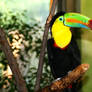 Toucan