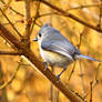 Tufted Titmouse maybe