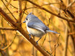 Tufted Titmouse maybe by davincipoppalag
