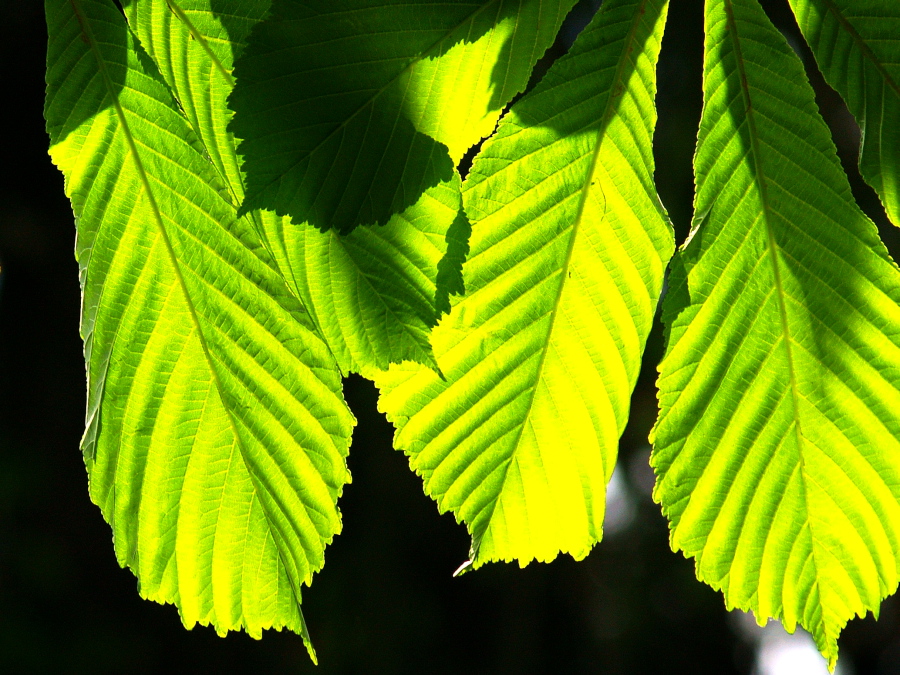 Leaves of Gold