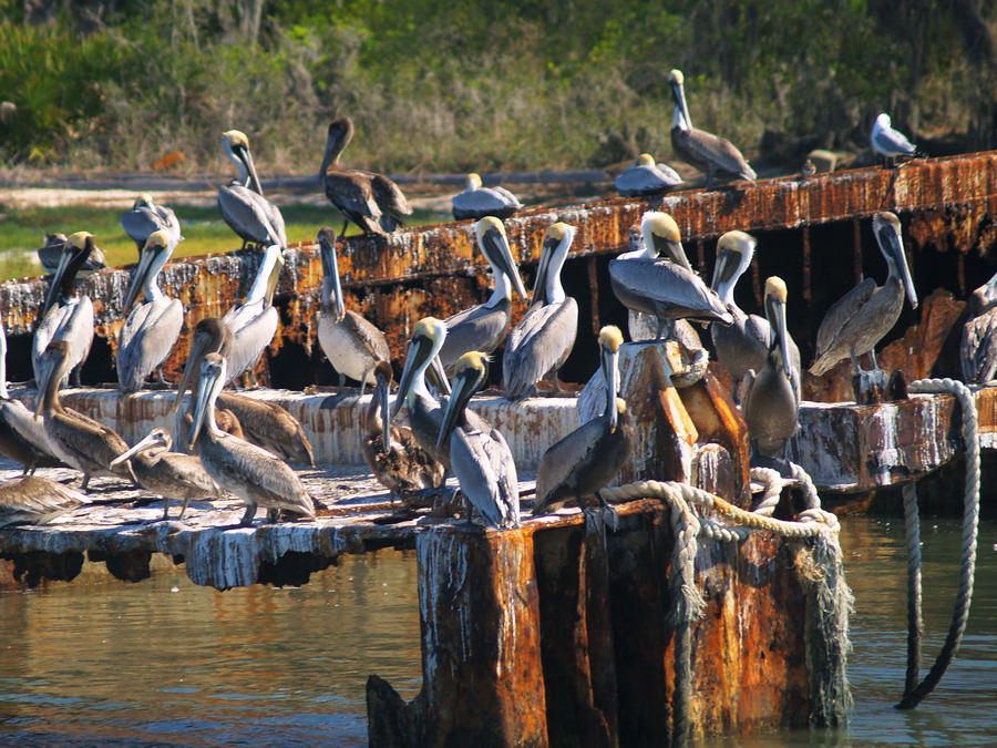 A Tangle of Pelicans