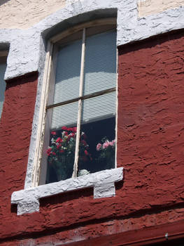 Flowers in the window