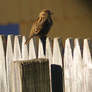Sparrow on the fence