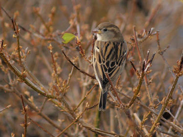 Sparrow on the twigs