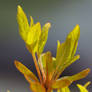 Azalea leaves