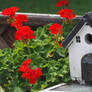 Birdhouse and Geraniums