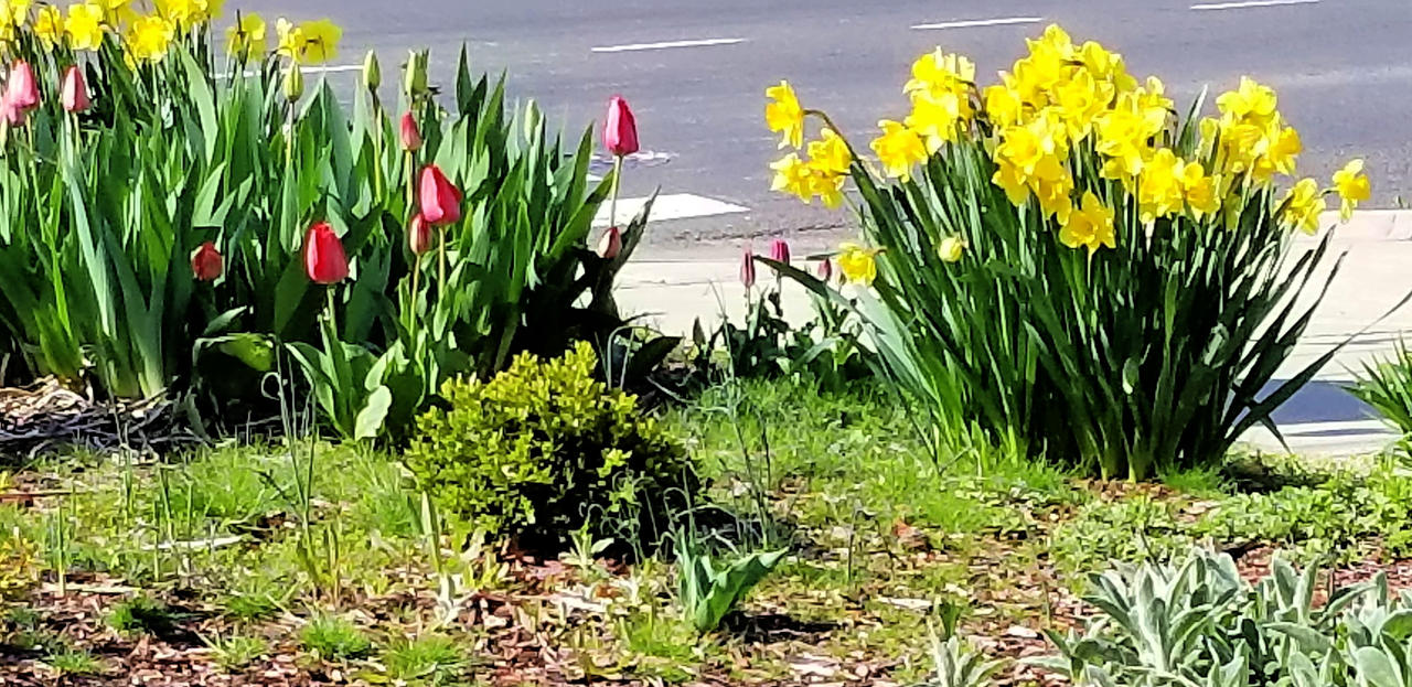 Glorious Spring by davincipoppalag on DeviantArt