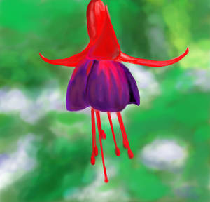 Fuschia