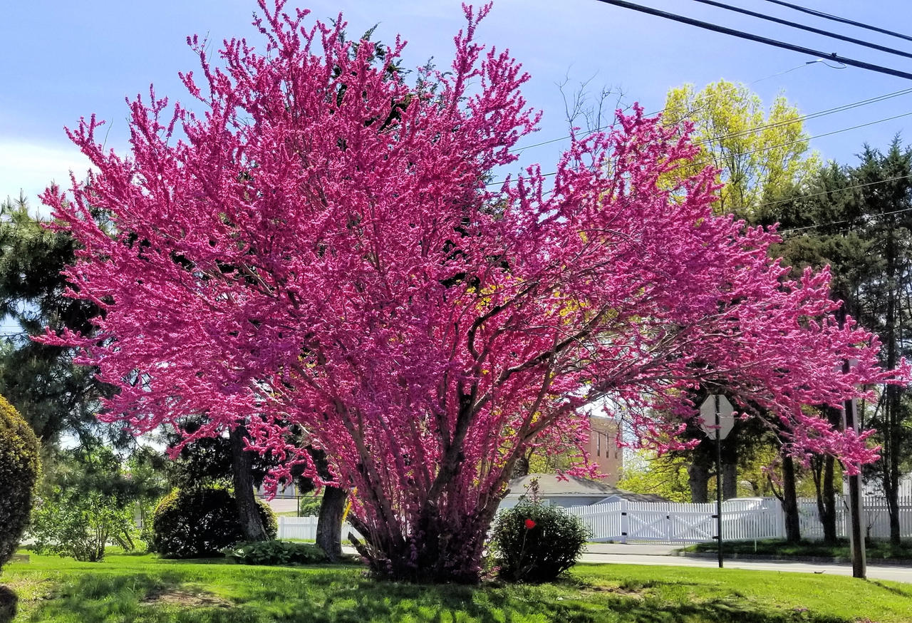 Glorious Spring by davincipoppalag on DeviantArt