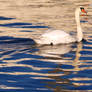 Swan on the River