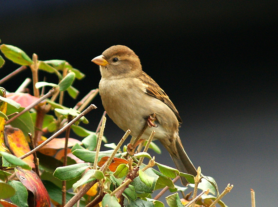 Cadbury finch?Sparrow?