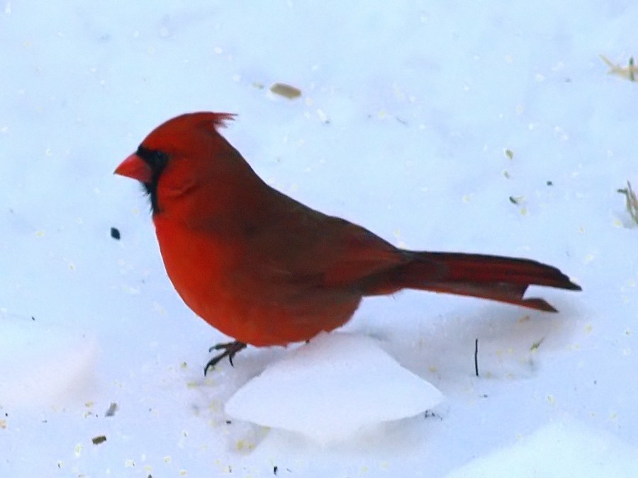 Noisy Cardinal