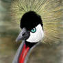 Crowned Crane