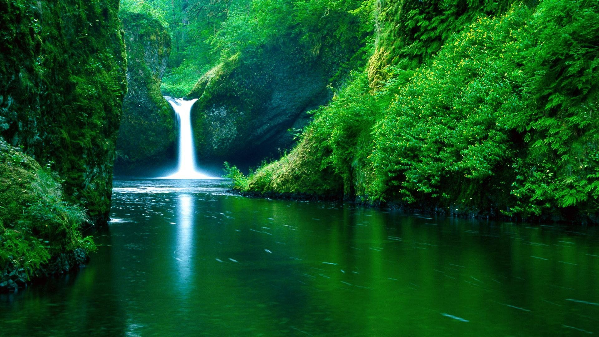 Lush-green-beauty-of-nature-1920x1080-wallpaper