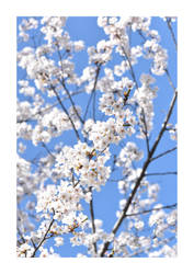 Cherry blossoms, high park