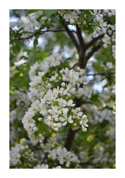 blooming apple