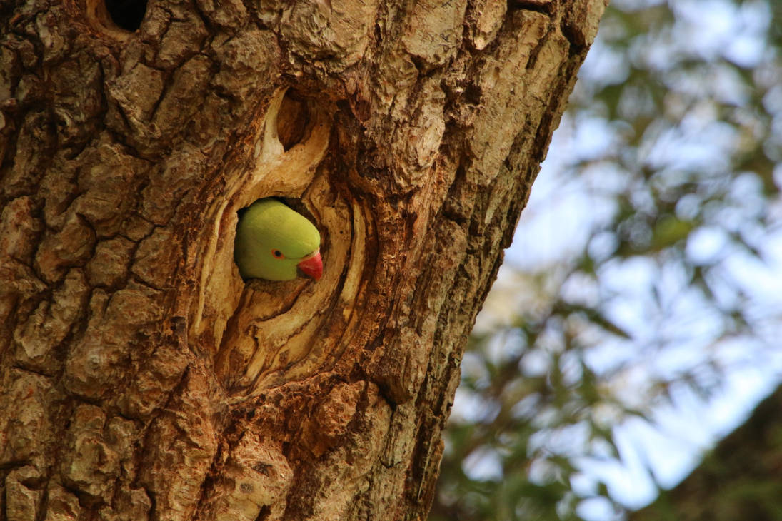 Banded Parakeets Halsbandparkiet (Rose-ringed parakeet) by sb0ers on DeviantArt