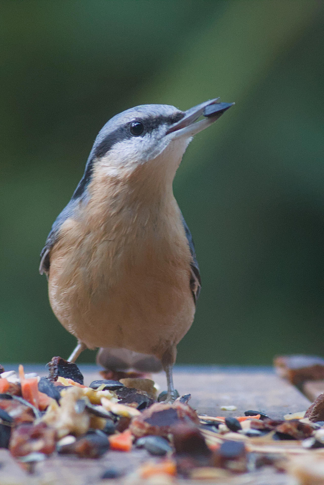 Boomklever (Eurasian nuthatch)