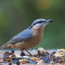 Boomklever (Eurasian nuthatch)