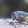 Pimpelmees (Eurasian blue tit)